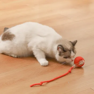 IntiMeg Jouet interactif, balle automatique pour chat
