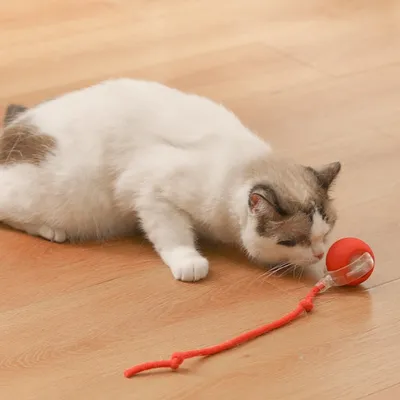 IntiMeg Jouet interactif, balle automatique pour chat
