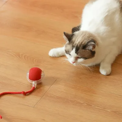 IntiMeg Jouet interactif, balle automatique pour chat