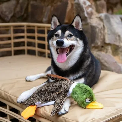 IntiMeg – Hundespielzeug Mallard IntiMeg – Hundespielzeug Mallard