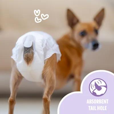 EasyPets Couche Chienne S/M - Chaleurs & Incontinence - 30 pcs