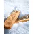 Truffe Délice Fromage de yak Aneth Truffe Délice Fromage de yak Aneth