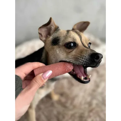 Truffe Délice Fromage de yak Citrouille