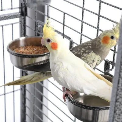 Vogelvoliere Vogelkäfig Papageienkäfig Zimmervoliere Vogelhaus Vogelbauer