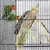 Zuchtkäfig Großer Vogelkäfig Vogelvoliere Papageienkäfig Doppelkäfig