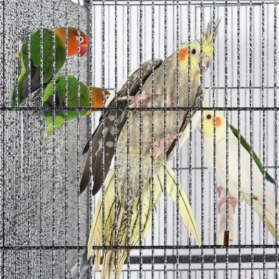 Zuchtkäfig Großer Vogelkäfig Vogelvoliere Papageienkäfig Doppelkäfig