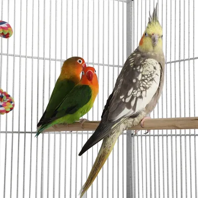 Yaheetech Cage à Oiseaux Sûre et Agréable Blanc