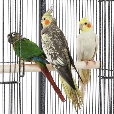 Vogelvoliere Vogelkäfig Papageienkäfig Vogelhaus mit Holzstangen und Rollen