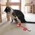 CoolPetGear Balle intelligente pour chat