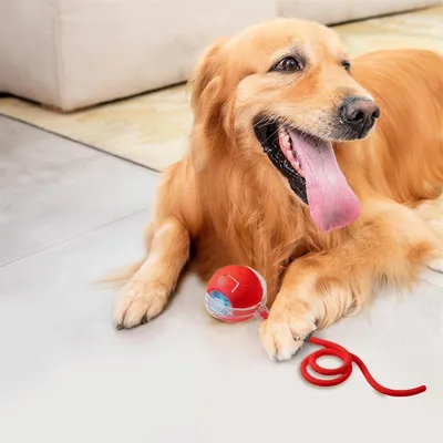 CoolPetGear Balle intelligente pour chat