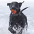 MCBOSON Vollgummi-Hundeball