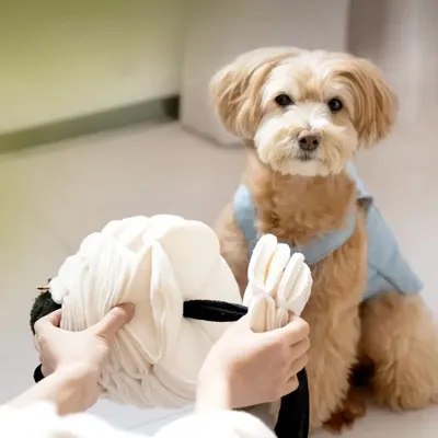 MCBOSON  Friandises et jouets pour chiens