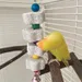 MCBOSON Vogelsitz aus Bimsstein