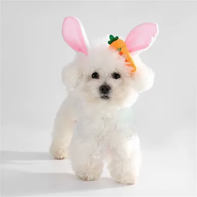 CoolPetGear Ensemble d'Easter pour chiens et lapins
