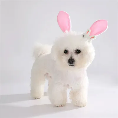 CoolPetGear Ensemble d'Easter pour chiens et lapins