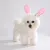 CoolPetGear Ensemble d'Easter pour chiens et lapins