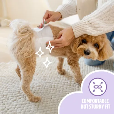 EasyPets Couche Chien Mâle L/XL - Incontinence & Voyage - 100 pcs
