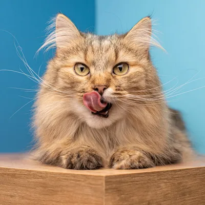 PUJA Premium nourriture pour chats 8x200g - riche en poulet et en vitamines