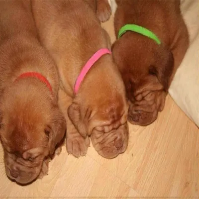 MCBOSON Identifikationshalsbänder für Hunde- und Katzenwelpen MCBOSON Identifikationshalsbänder für Hunde- und Katzenwelpen