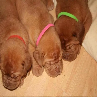 MCBOSON  Colliers d'identification pour bébé chien et chat