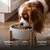 TRUFFE DÉLICE Croquettes petit chien adulte - Saumon d'Écosse TRUFFE DÉLICE Croquettes petit chien adulte - Saumon d'Écosse