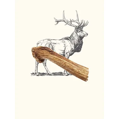 Truffe Délice Bois de cerf chien