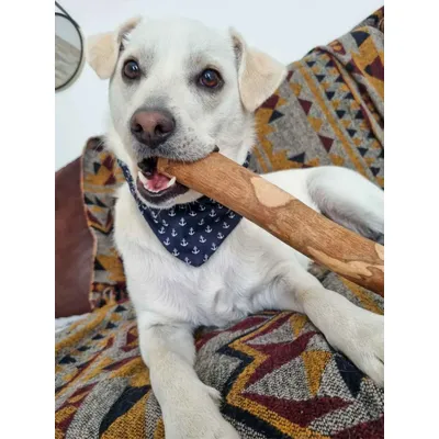 Truffe Délice Bois d’olivier