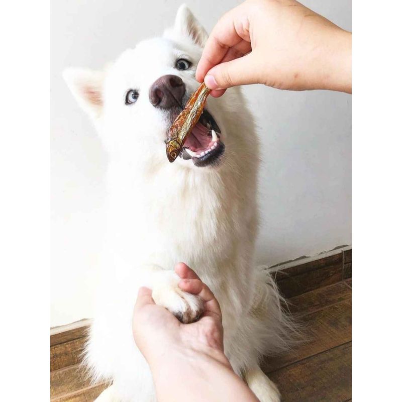 Anchois