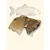 TRUFFE DÉLICE Chips de carpe TRUFFE DÉLICE Chips de carpe