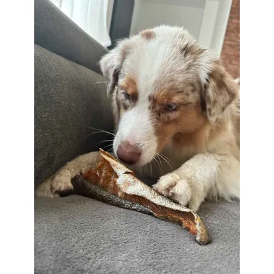 Peaux de saumon à la chair fondante