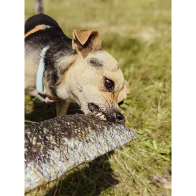 Peaux de saumon à la chair fondante