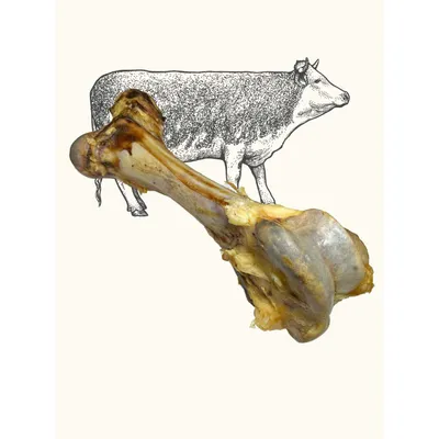 Os de bœuf chien Os de bœuf chien