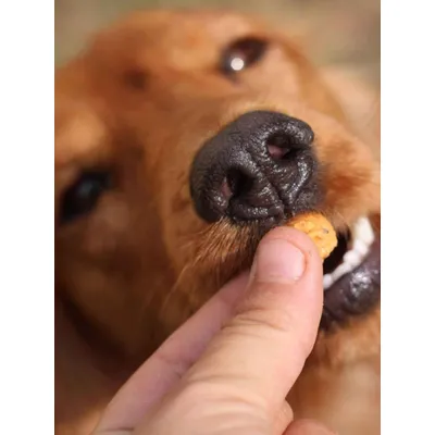 Friandises vers de farine & citrouille