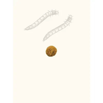 Friandises vers de farine & citrouille