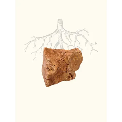 TRUFFE DÉLICE Racine de bruyère