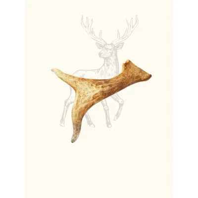 Truffe Délice Bois de daim