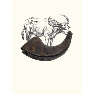 Truffe Délice Corne de buffle Truffe Délice Corne de buffle