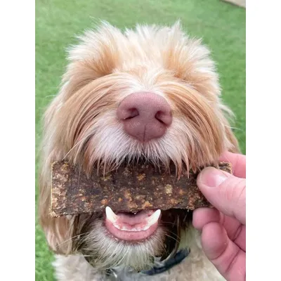 Lamelles de sanglier