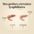 TRUFFE DÉLICE Crevettes chien TRUFFE DÉLICE Crevettes chien