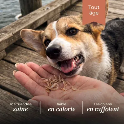 TRUFFE DÉLICE Crevettes chien TRUFFE DÉLICE Crevettes chien