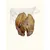 Truffe Délice Oreilles de bœuf