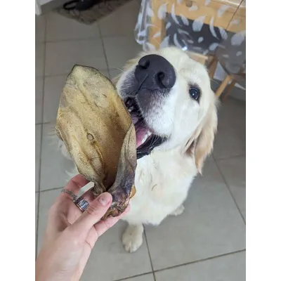 Truffe Délice Oreilles de bœuf