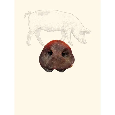TRUFFE DÉLICE Groins de cochon TRUFFE DÉLICE Groins de cochon