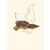 TRUFFE DÉLICE Wings de Poulet TRUFFE DÉLICE Wings de Poulet