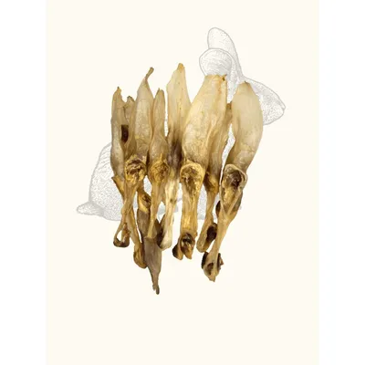 TRUFFE DÉLICE Oreilles de lapin