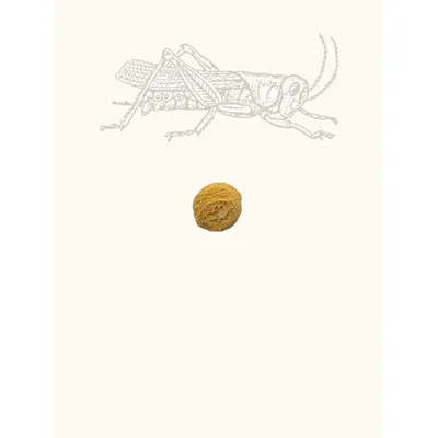 Friandises criquet & patate douce