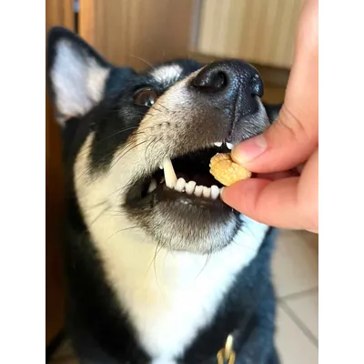 Friandises criquet & patate douce