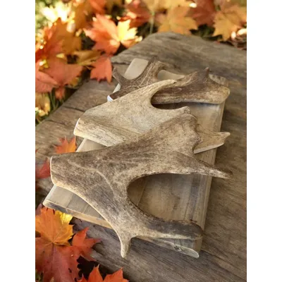 Truffe Délice Bois de daim