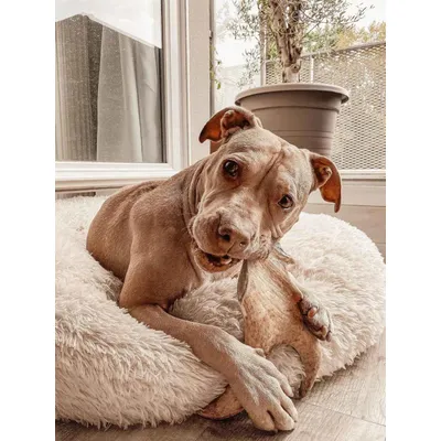 Truffe Délice Bois de daim