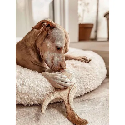 Truffe Délice Bois de daim